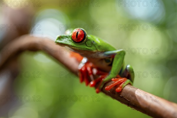 Red-eyed tree frog (Agalychnis callidryas), sitting on a branch, Heredia province, Costa Rica, Central America