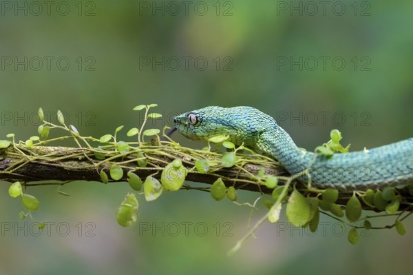 Bothriechis lateralis (Bothriechis lateralis), sitting on a branch, Heredia province, Costa Rica, Central America