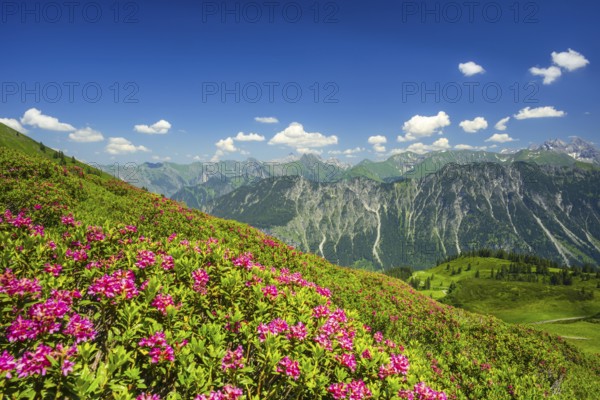 Alpenrosenbluete, Panorama of the Fellhorn, behind it the Allgaeuer Alps, Allgaeu, Bavaria, Germany, Europe