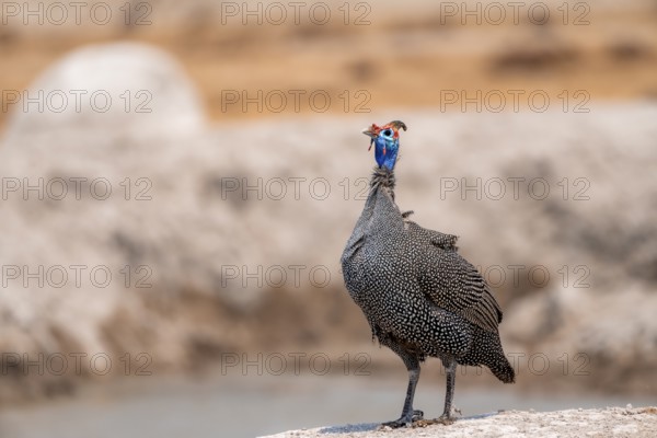 Helmeted guinea fowl (Numida meleagris), guinea fowl at the waterhole, Nxai Pan National Park, Botswana Botswana