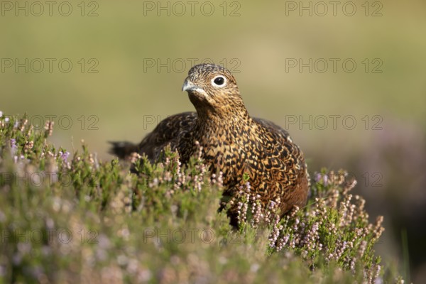 Red grouse (Lagopus lagopus scotica) adult bird in flowering moorland Heather plants in summer, Yorkshire, England, United Kingdom, Europe