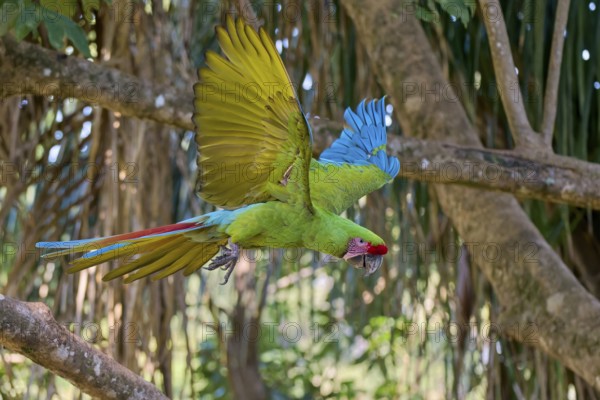 Great green macaw in flight (Ara ambiguus) Costa Rica