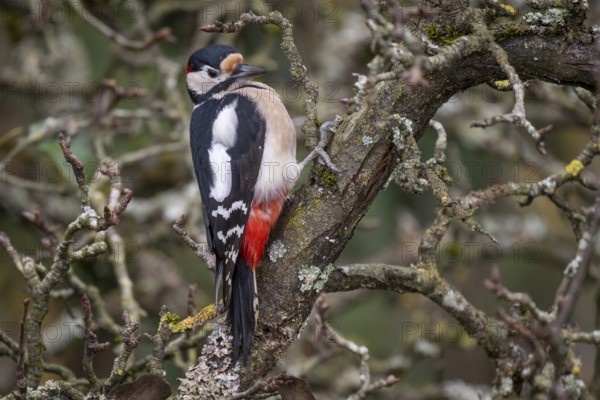 Attentive great spotted woodpecker (Dendrocopos major) on an old pear tree with moss-covered branches, Baden-Württemberg, Germany, Europe