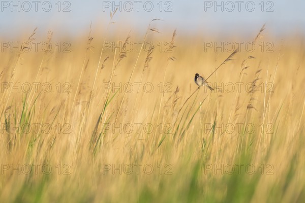 Reed bunting (Emberiza schoeniclus), male sitting on a reed, animal portrait, Bagges Dæmning, Ringkøbing Fjord, Denmark, Europe
