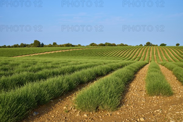 Extensive lavender field (Lavandula), blue sky and trees in the background, summer, Valensole, Alpes-de-Haute-Provence, Provence-Alpes-Cote d'Azur, France, Europe