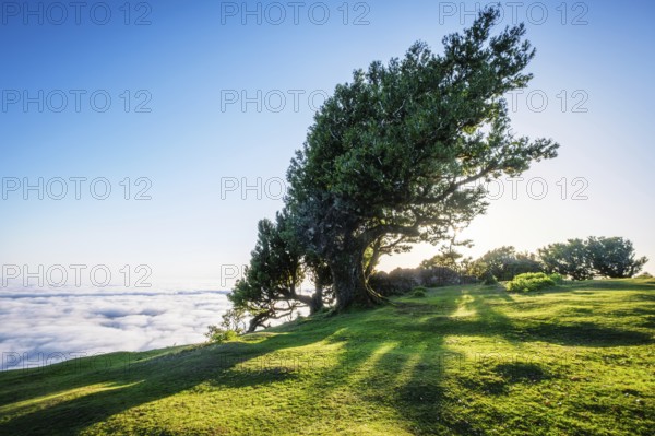 Centuries-old til trees in fantastic magical idyllic Fanal Laurisilva forest on sunrise. Madeira island, Portugal, Europe