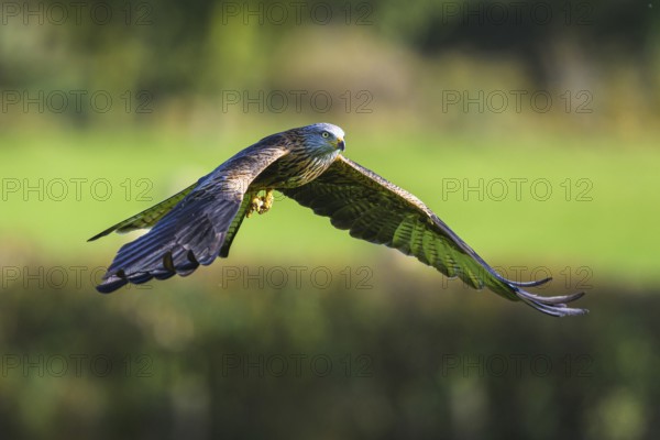 Red Kite, Milvus milvus, bird in flight