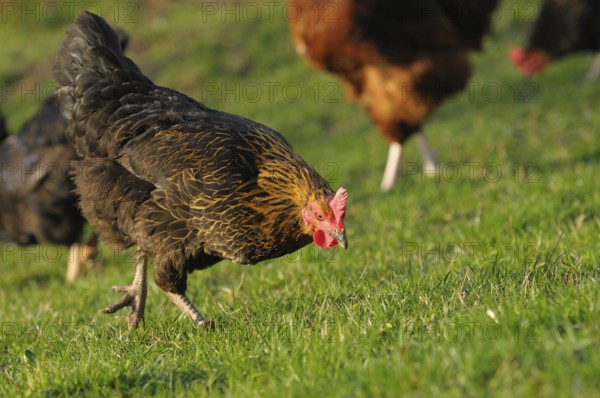 Black and brown hen looking for food on green grass, domestic fowl (Gallus gallus domesticus), Franconia