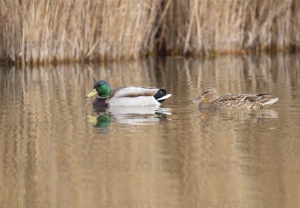Mallard (Anas platyrhynchos), male and female swimming on a pond, Thuringia, Germany, Europe
