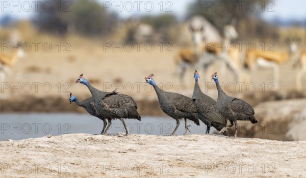 Helmeted guinea fowl (Numida meleagris), group at the waterhole, Nxai Pan National Park, Botswana, Africa