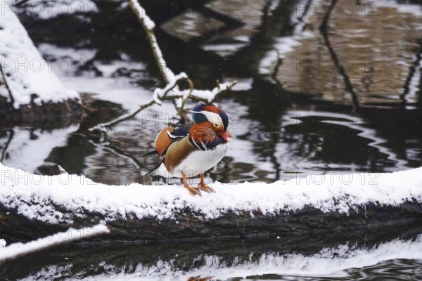 Mandarin duck with snow on a lake, winter, Germany, Europe