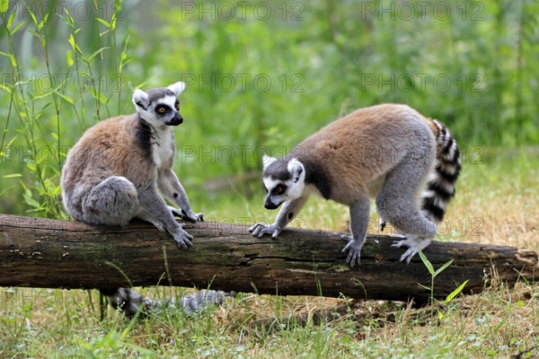 Catta (Lemur catta) adult, two cattas, sitting on a tree trunk, Magaskar