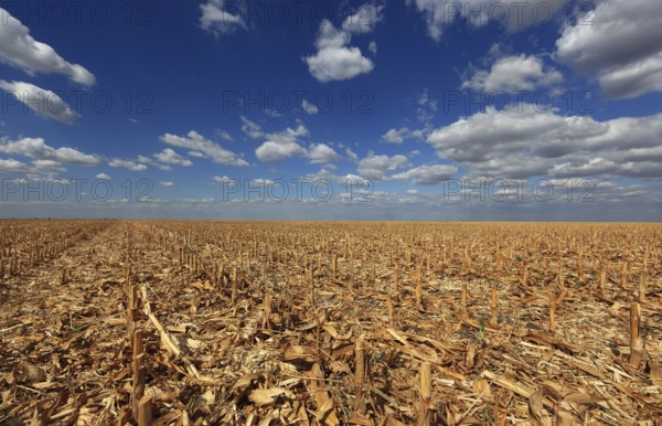 Romania, in the south of the country, maize field after harvest, harvested, stubble field, Europe