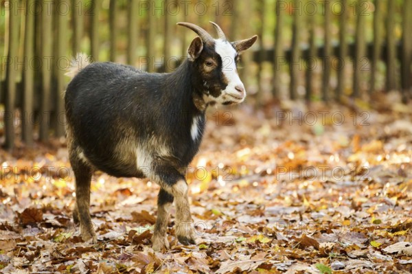 Domestic goat (Capra hircus) walking on the ground, Bavaria, Germany, Europe