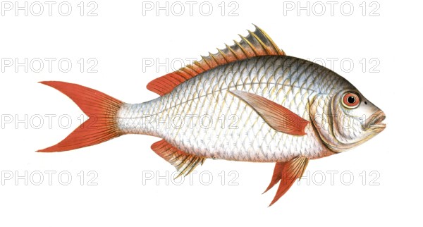 Fish, Fish, Seabream family, Sparus erythrourus, Red seabream, Redtail, Dorade rose, Common pandora, Spanish seabream, Historical, digitally restored reproduction from a 19th century original, Record date not stated