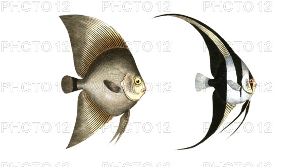 Fish, Fish, left: Genus butterflyfish, Chaetodon Verspertilio, broadfin. right: Genus butterflyfish, Chaetodon teira, blackfin, Historic, digitally restored reproduction from a 19th century original, Record date not stated
