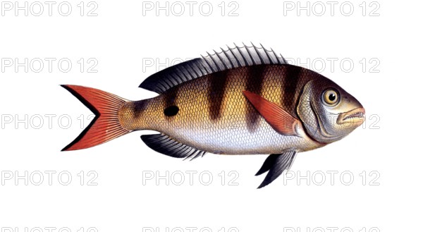 Fish, Fish, Sea bream family, Sparus annularis, Historical, digitally restored reproduction from a 19th century original, Record date not stated