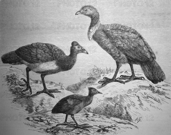 Large-footed chickens, Sharp-tailed grouse, Megacephalon maleo, Megapodius fraicineti, Talegalla lathami, Asia, Illustration from 1880, Historical, digital reproduction of an original from the 19th century