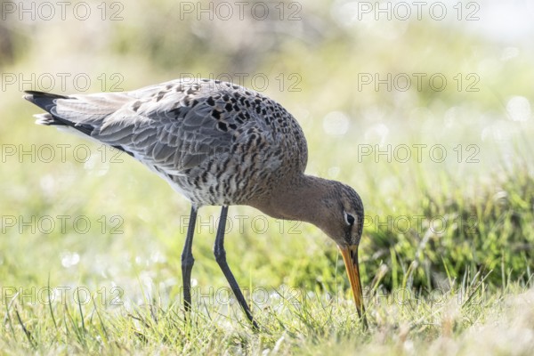 Black-tailed godwit (Limosa limosa), Lower Saxony, Germany, Europe