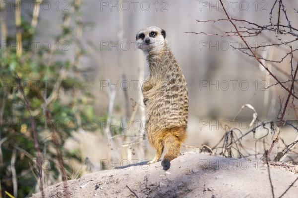 Meerkat (Suricata suricatta) standing sweet and curious in the desert, captive, occurrence Africa