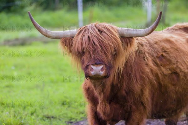 Portrait of a Highland cow (Bos primigenius taurus)
