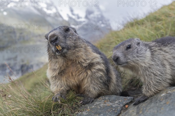 One adult Alpine Marmot, Marmota marmota, and one young marmot standing side by side. Mountains in the distant background. Grossglockner high alpine road, Hohe Tauern National Park