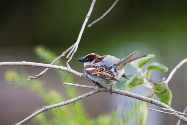 House Sparrow (Passer domesticus), adult male perched on a twig, displaying, Hesse, Germany, Europe