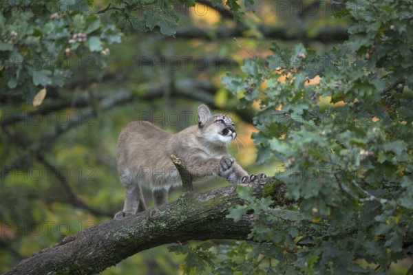 One young cougar, Puma concolor, standing and stretching himself on a big branch high up in an oak tree