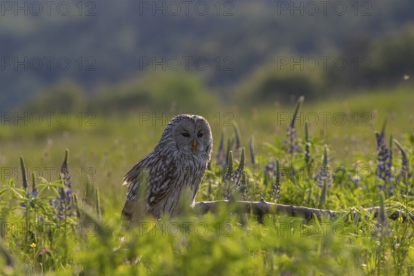 One Ural owl (Strix uralensis) sitting on a branch lying in a field of flowering lupines in late evening light