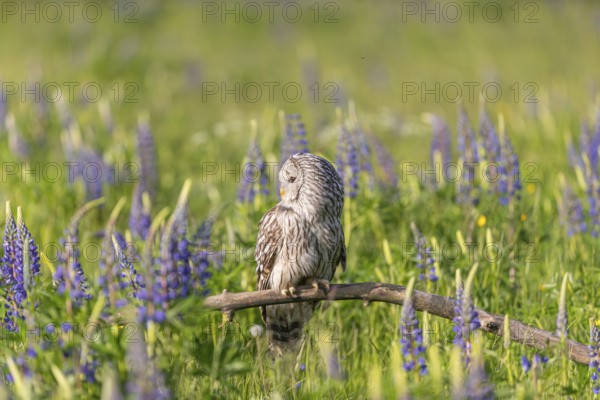 One Ural owl (Strix uralensis) sitting on a branch lying in a field of flowering lupines in late evening light