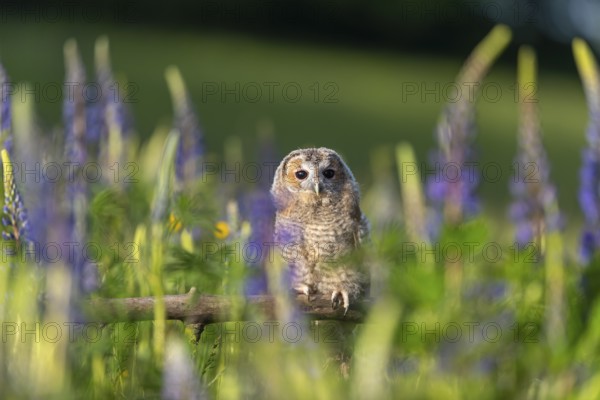 One young Ural owl (Strix uralensis) sitting on a branch lying in a field of flowering lupines in late evening light