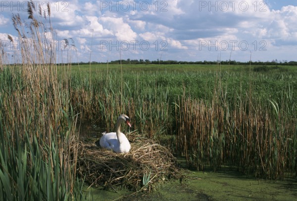 Swan nesting in a swamp, France, Europe
