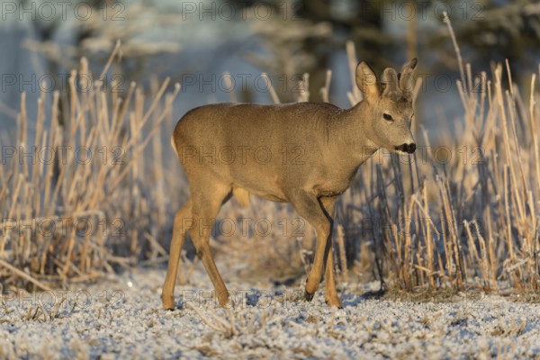 Roe deer standing in hoar frosted dead stinging nettle at minus 15 °C at sunrise. Trees and dead stinging nettle in background