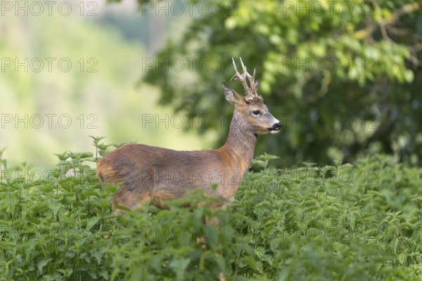 One male Roe Deer, Roe buck (Capreolus capreolus), standing in a thicket of stinging nettle. Some green vegetation in the distant background