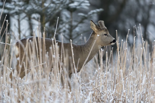 Roe deer standing in hoar frosted dead stinging nettle at minus 15 °C at sunrise. Licking off the hoar frost. Trees and dead stinging nettle in background