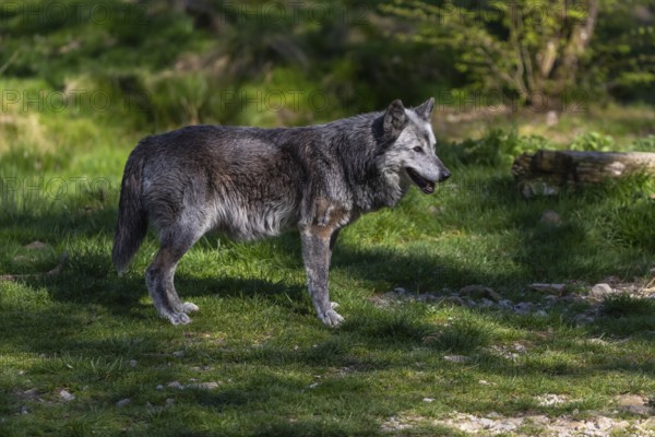 One Timberwolf, Canis lupus lycaon, standing in an opening of a forest on green grass in bright sunlight