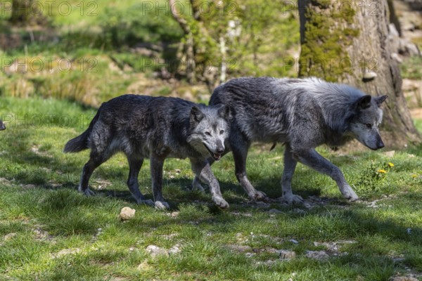 Timberwolf