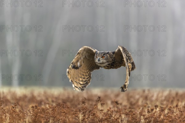 One male Eurasian Eagle Owl, Bubo bubo, flying over a meadow. Slight fog around. A forest in the background