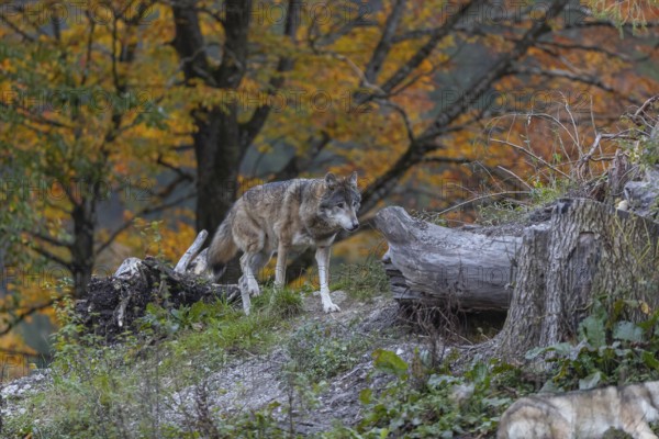 One eurasian gray wolf (Canis lupus lupus) standing on a small hill between logs with a colourful fall foliage in the background, A second wolf resting hidden behind some vegetation