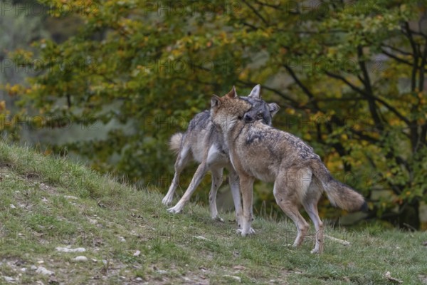 Two young adult eurasian gray wolf (Canis lupus lupus) playing with each other on a hill on green grass with a forest in fall colours in the background