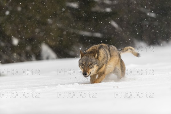 One male eurasian gray wolf (Canis lupus lupus) walking thru deep snow during snow fall. A forest in the background