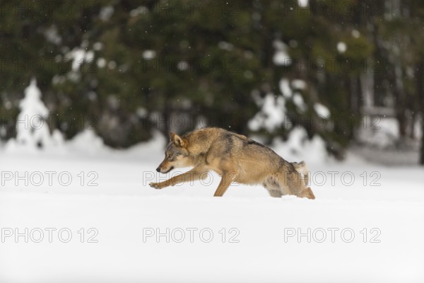 One male eurasian gray wolf (Canis lupus lupus) walking thru deep snow with a forest in the background