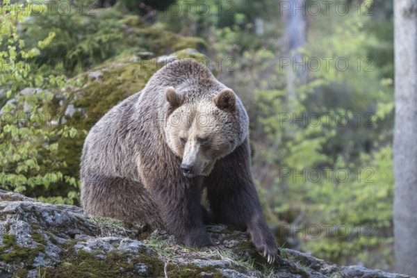 One female Eurasian brown bear (Ursus arctos arctos) resting on a mossy rock. Green vegetation in the background