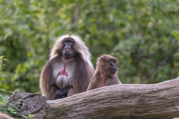 One adult male and one adult female Gelada (Theropithecus gelada), or bleeding-heart monkey, resting on a log. A green forest in the distant background