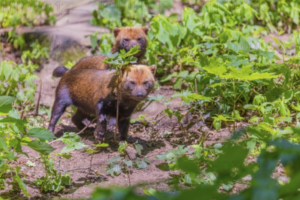 Two Bush dogs (Speothos venaticus) walking thru lush green vegetation on hilly ground in a forest. Near threatened