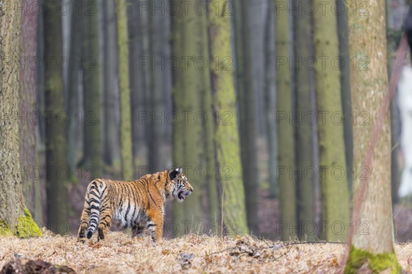 One young female Siberian Tiger, Panthera tigris altaica, running thru a forest