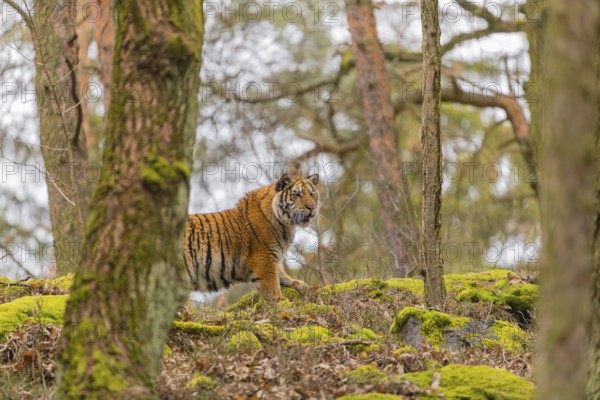 One young female Siberian Tiger, Panthera tigris altaica, walking between rocks in a forest