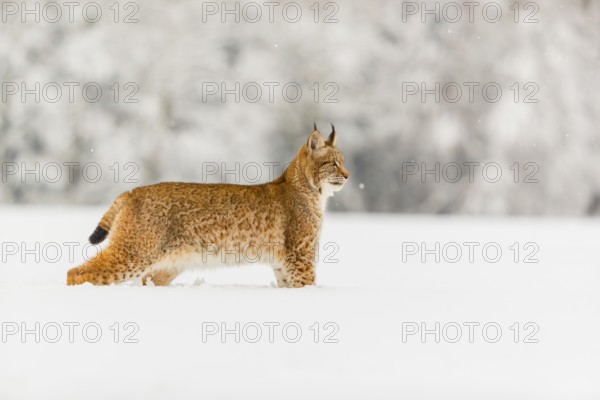 One young male Eurasian lynx, (Lynx lynx), standing on a deep snow covered meadow with a forest in the background