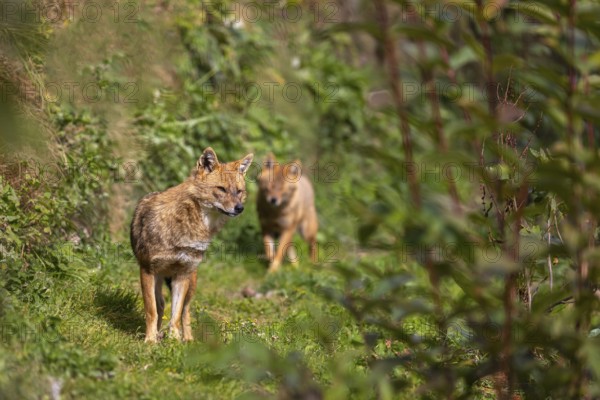 Two golden jackal (Canis aureus) walking through dense green vegetation