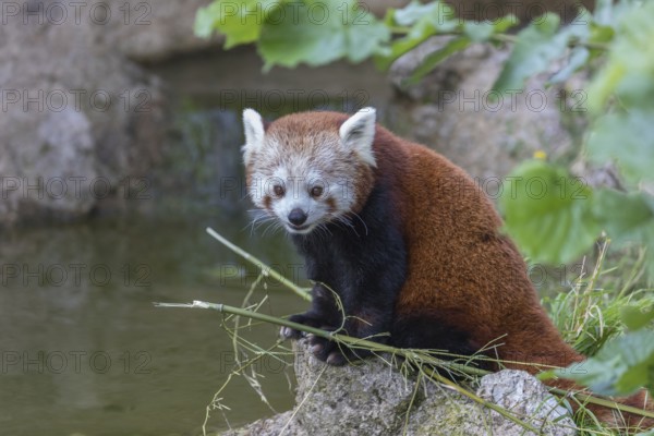 One red panda, Ailurus fulgens, sitting riverside on a rock, framed by green leafs. Some bamboo around and a small cascade and rocks in the background
